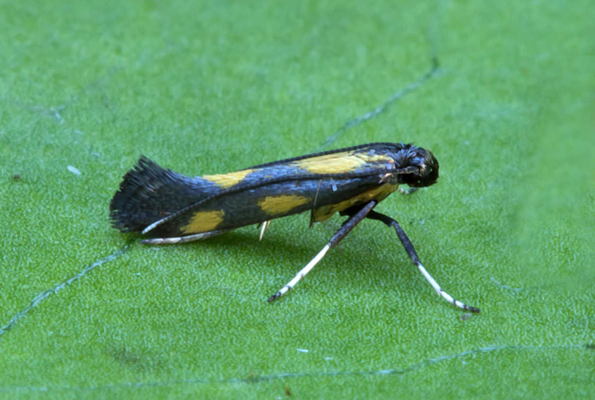 Gold-dot Slender (Euspilapteryx auroguttella) photographed at Boughton-under-Blean  by Peter Maton 