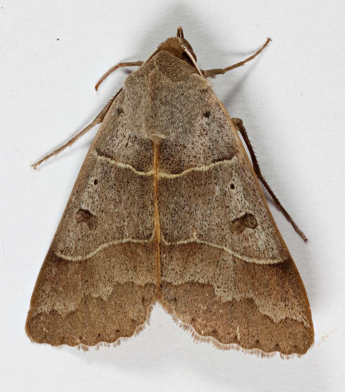 Lunar Double-stripe (Minucia lunaris) photographed at Lydden by Steve Cutt