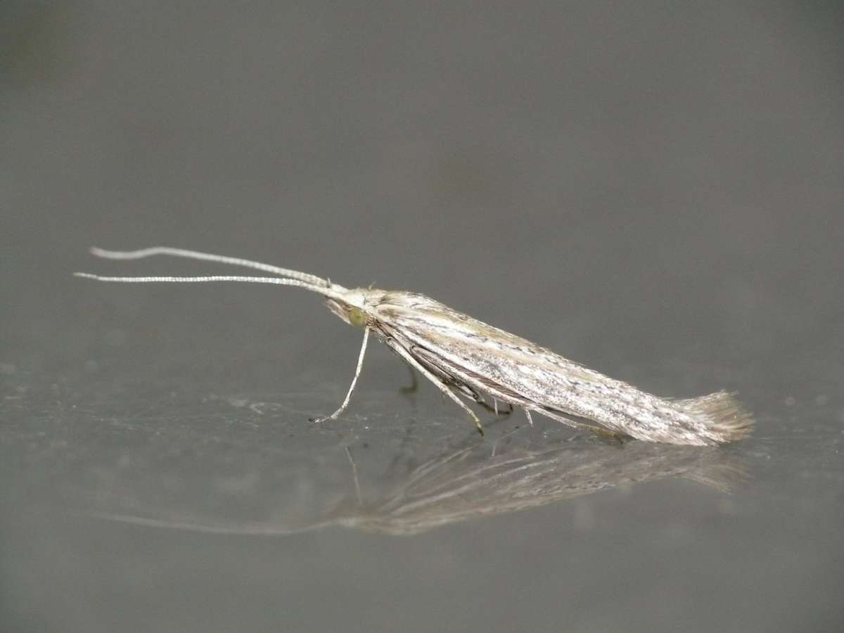 Kent Case-bearer (Coleophora galbulipennella) photographed at Samphire Hoe by Dave Grundy