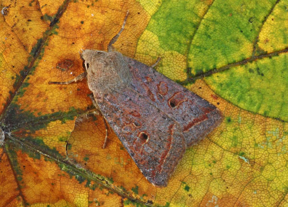 Red-line Quaker (Agrochola lota) photographed in Kent by Peter Maton 