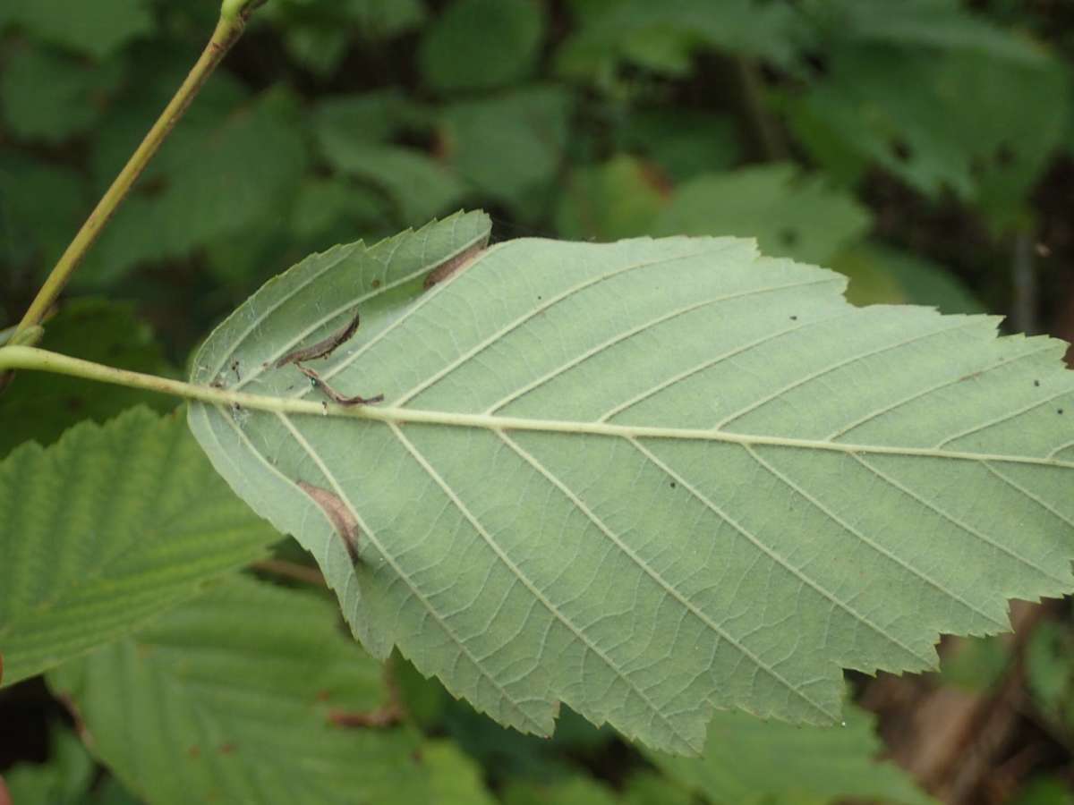 Grey-alder Midget (Phyllonorycter strigulatella) photographed at Upper Mystole Park Farm  by Dave Shenton 