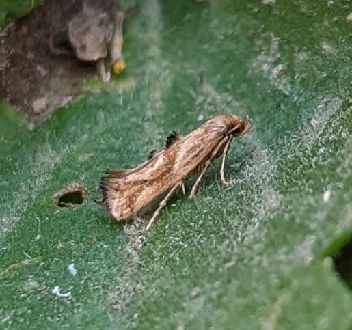 Large Lance-wing (Epermenia falciformis) photographed in Kent by Rosie Bleet