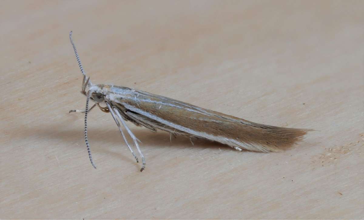 Gorse Case-bearer (Coleophora albicosta) photographed at Samphire Hoe  by Steve Cutt