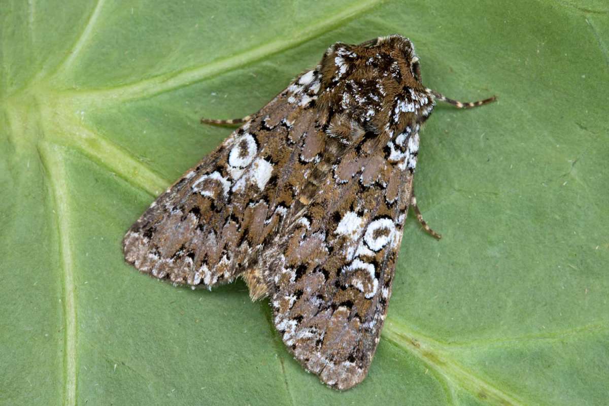 White Spot (Hadena albimacula) photographed in Kent by Peter Maton 