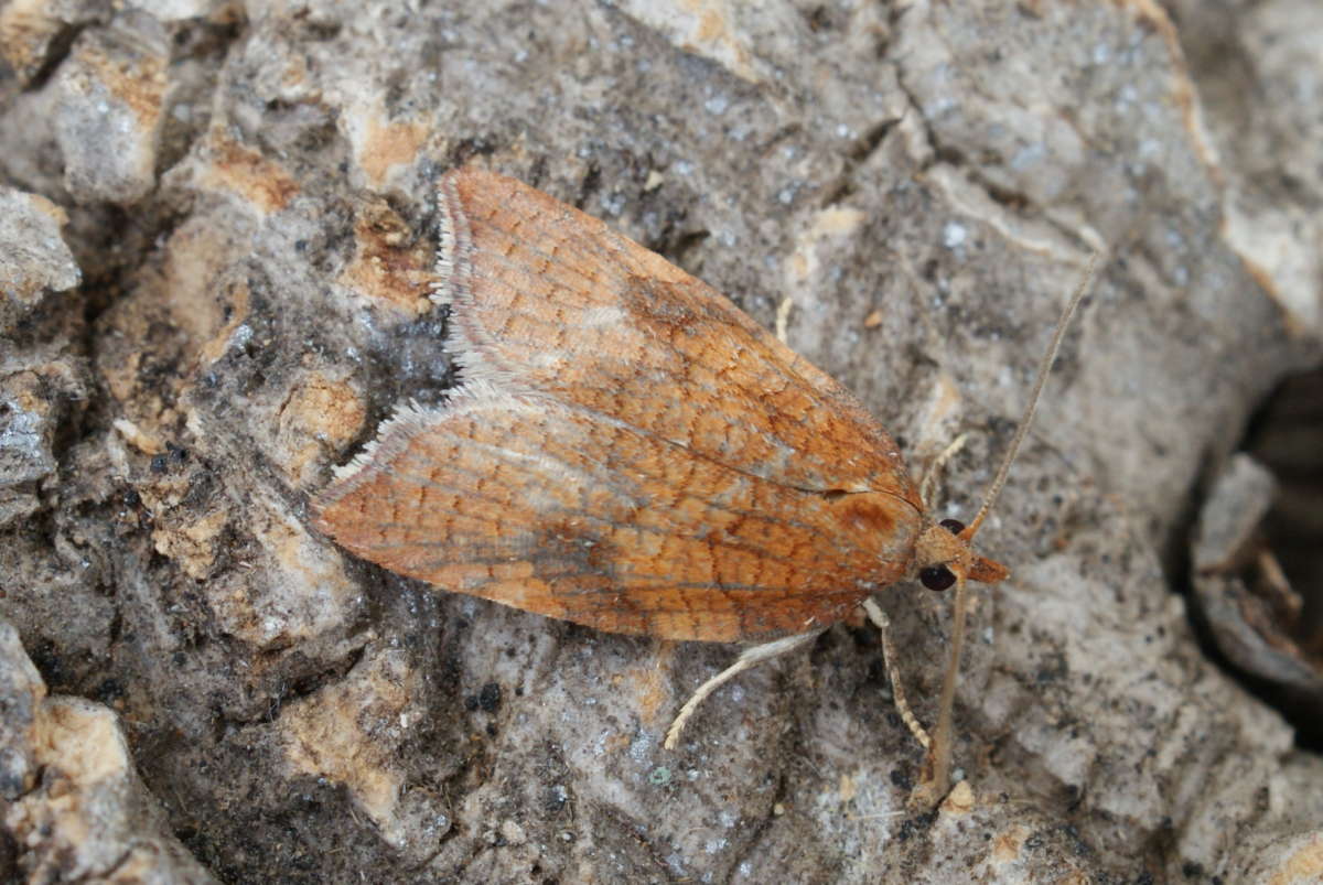 Rhomboid Tortrix (Acleris rhombana) photographed at Aylesham  by Dave Shenton 