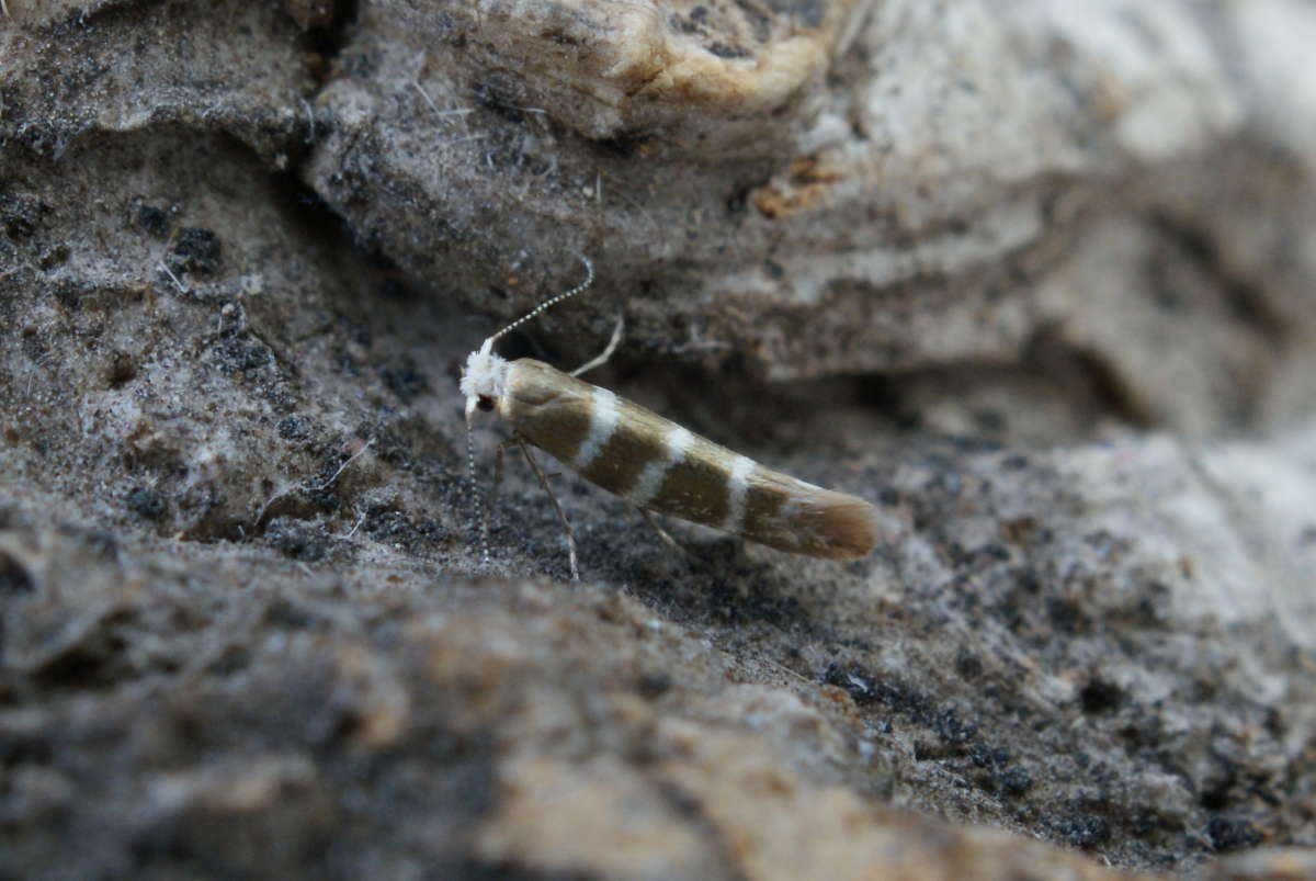 Triple-barred Argent (Argyresthia trifasciata) photographed at Aylesham  by Dave Shenton 