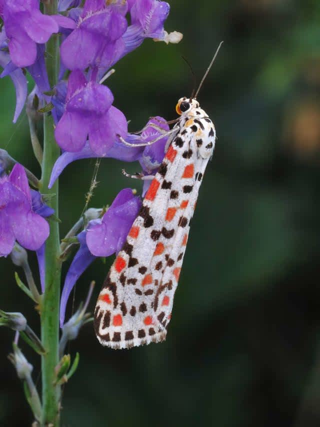 Crimson Speckled (Utetheisa pulchella) photographed in Kent by Anthony Wren