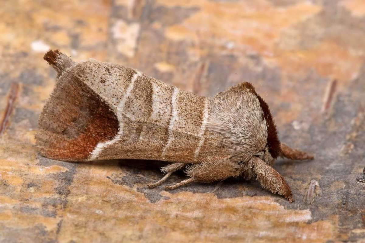 Chocolate-tip (Clostera curtula) photographed in Kent by Peter Maton