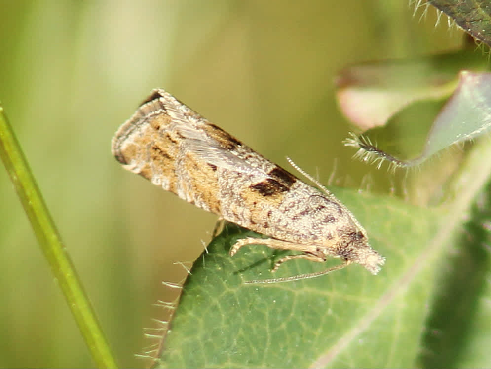 Four-spot Bell (Eriopsela quadrana) photographed in Kent by D Beadle