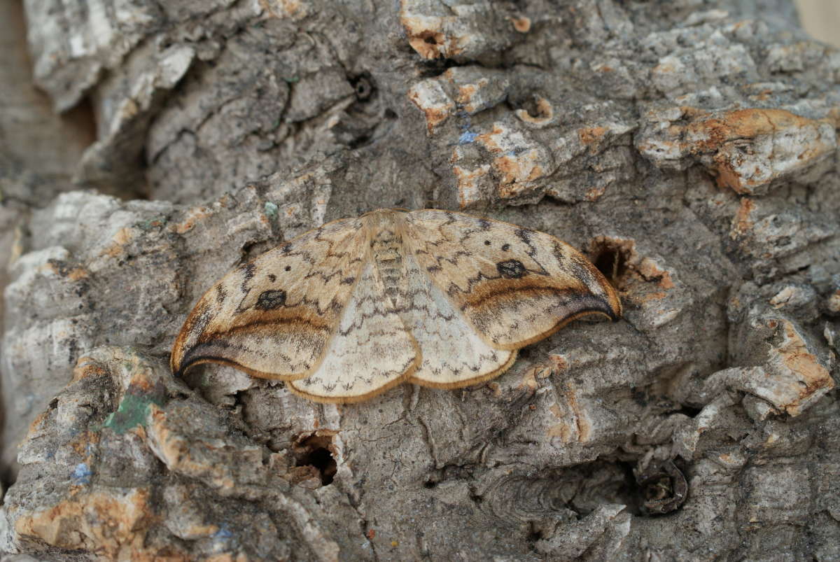 Pebble Hook-tip (Drepana falcataria) photographed in Kent by Dave Shenton 