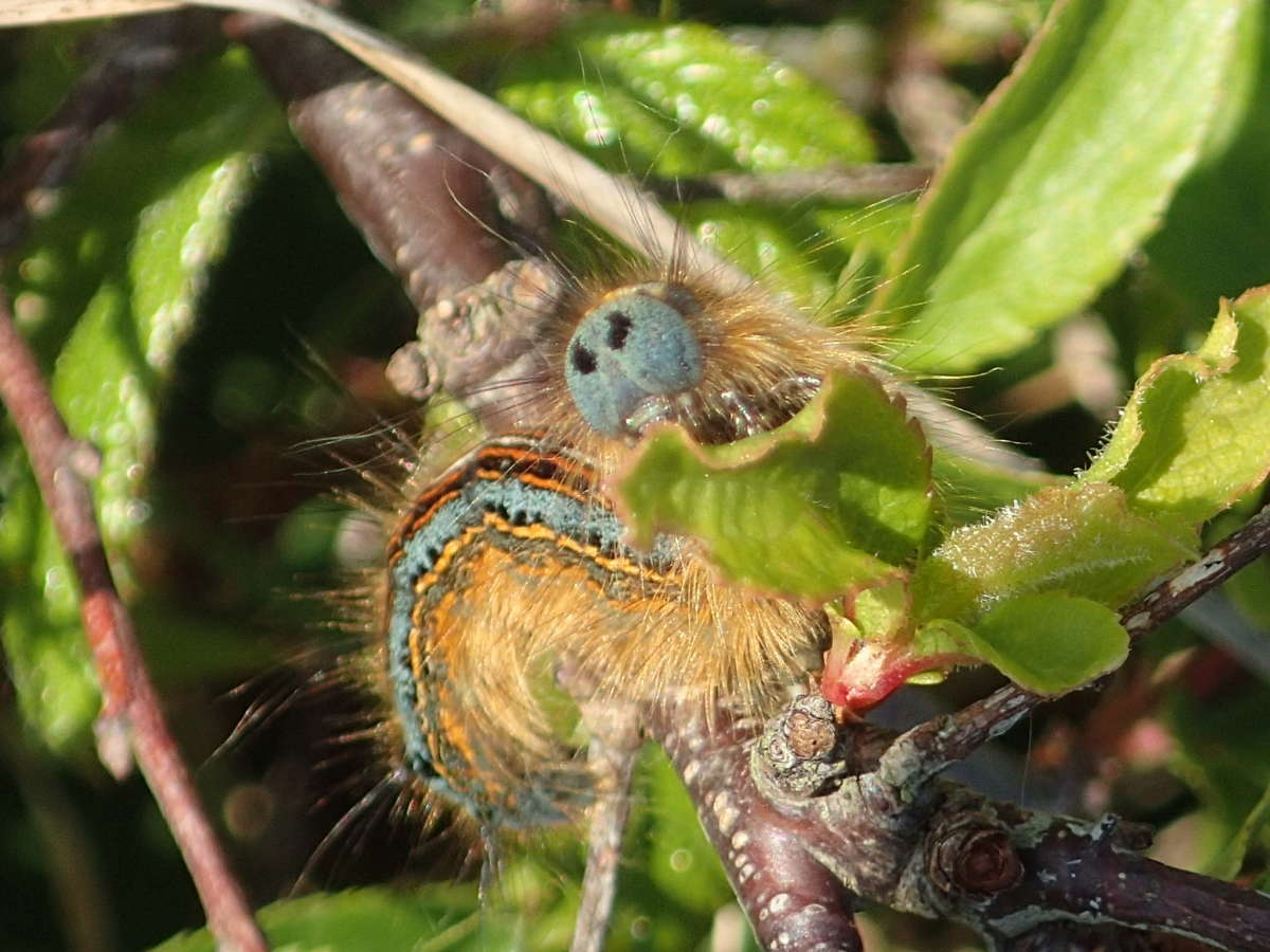 The Lackey (Malacosoma neustria) photographed in Kent by Dave Shenton 