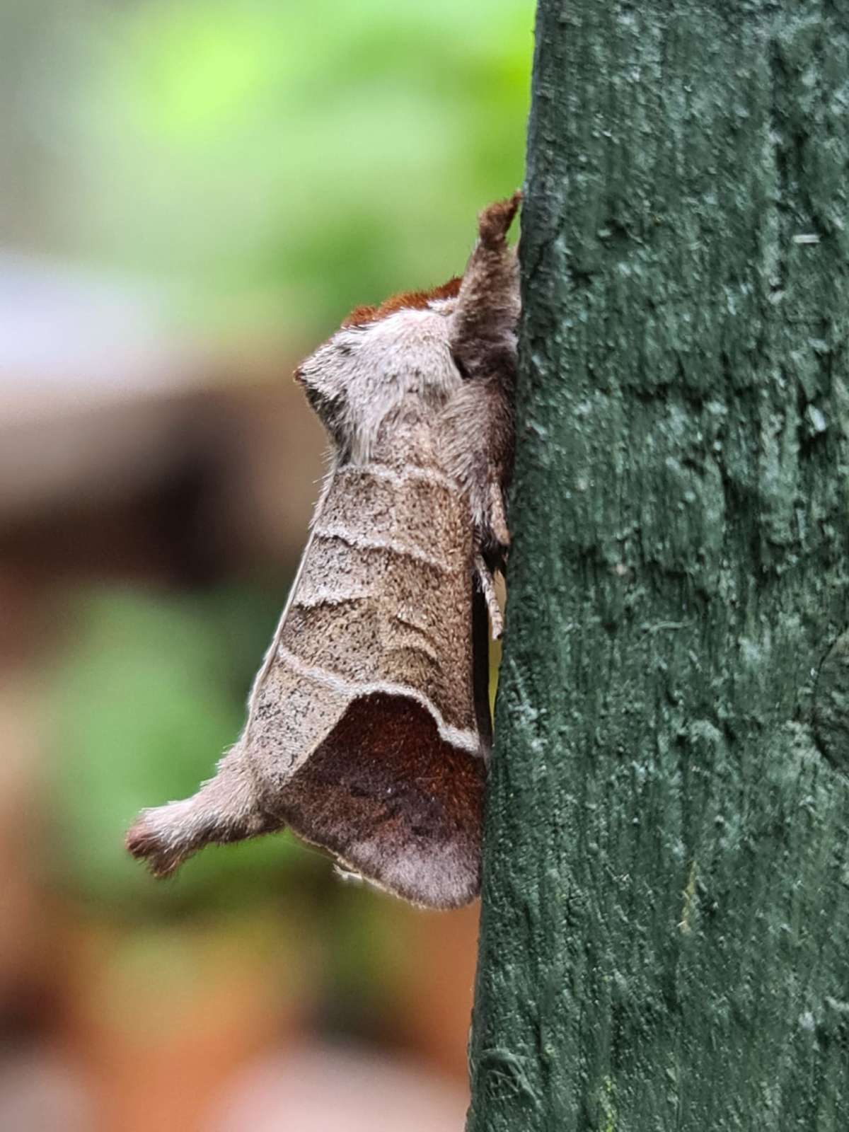 Chocolate-tip (Clostera curtula) photographed in Kent by Francesca Partridge