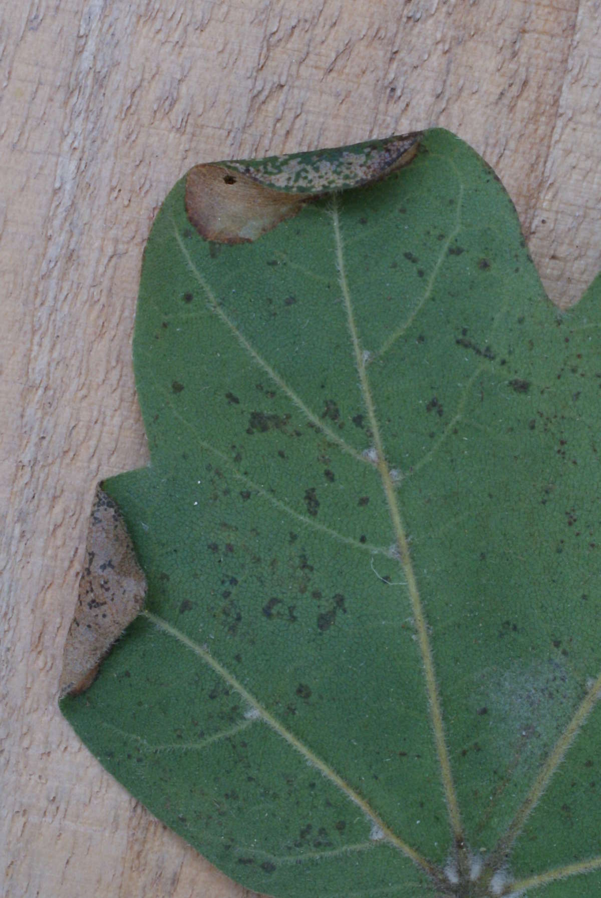 Maple Midget (Phyllonorycter acerifoliella) photographed at Aylesham  by Dave Shenton 