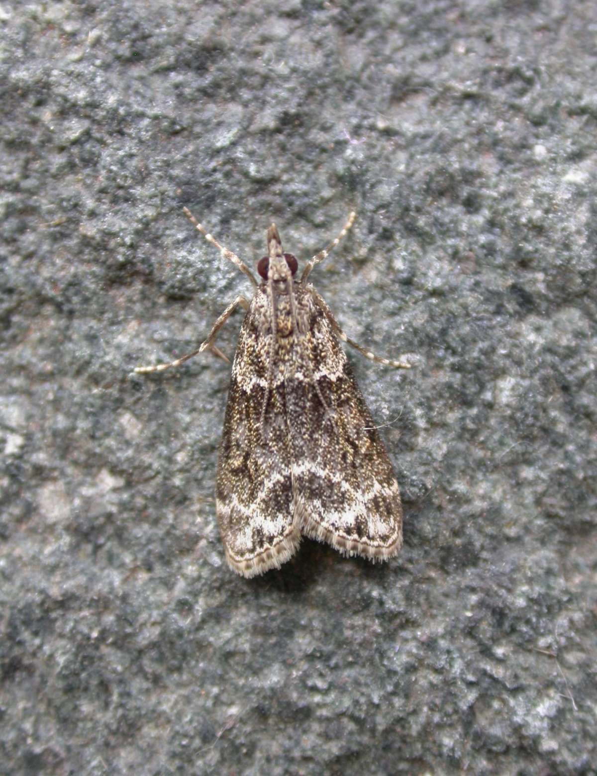 Small Grey (Eudonia mercurella) photographed in Kent by Ross Newham 