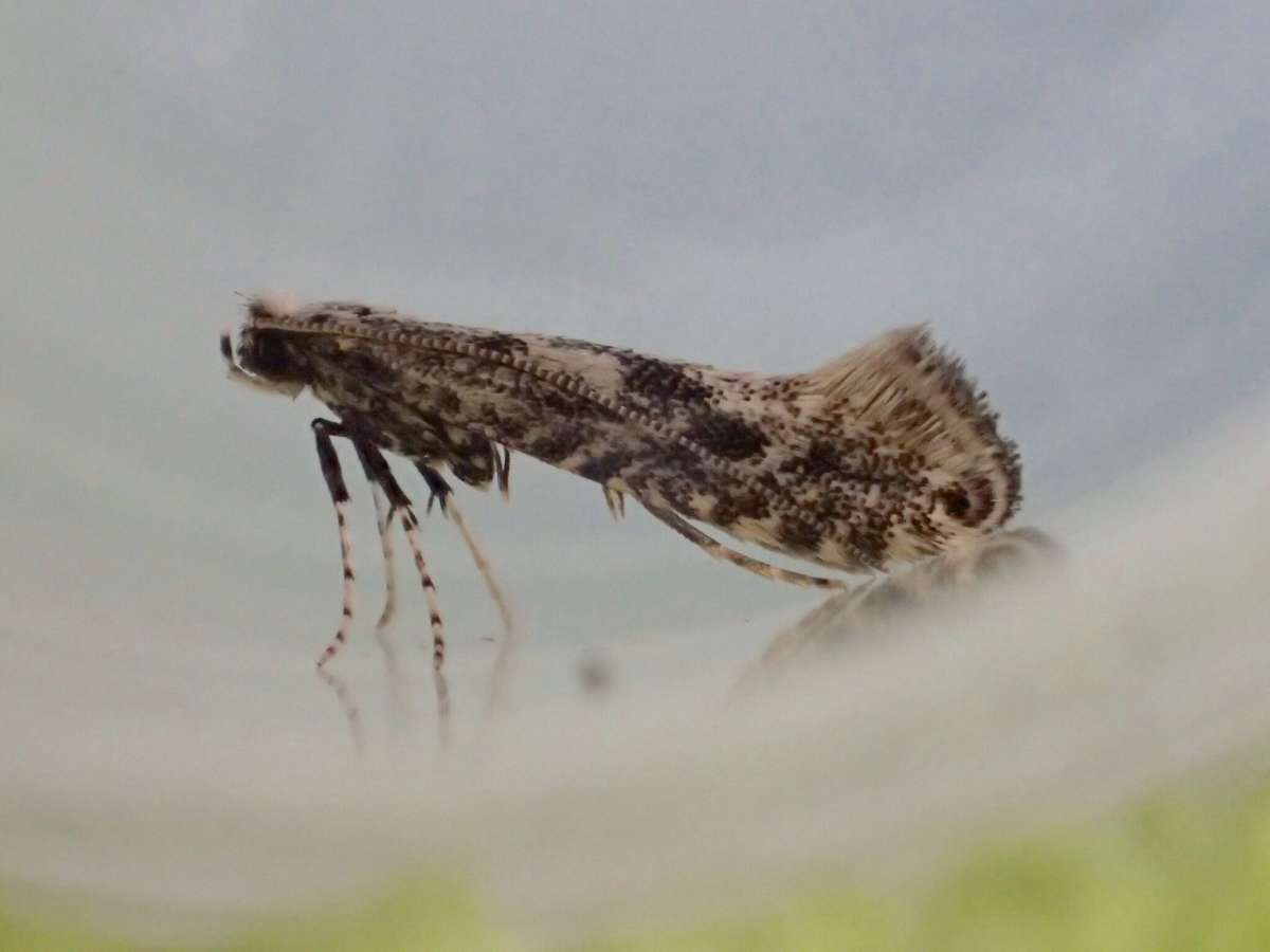 Hazel Slender (Parornix devoniella) photographed in Kent by Dave Shenton 