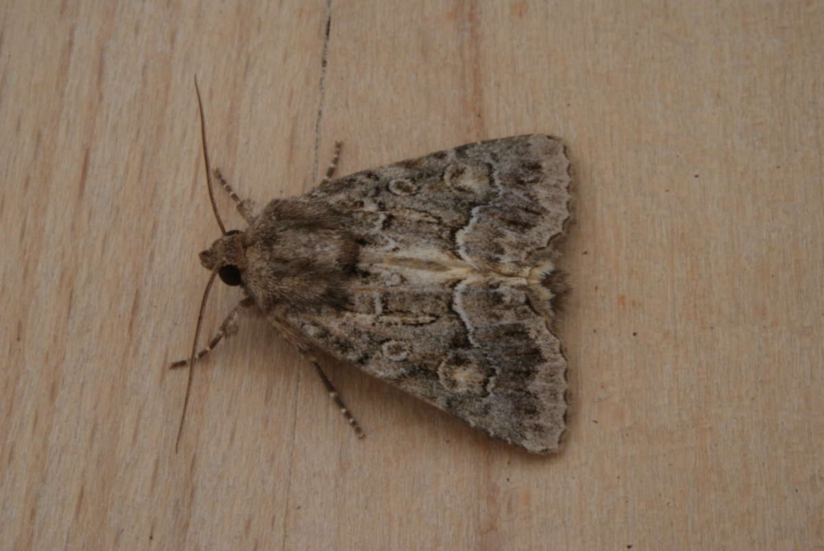 Straw Underwing (Thalpophila matura) photographed at Aylesham  by Dave Shenton 