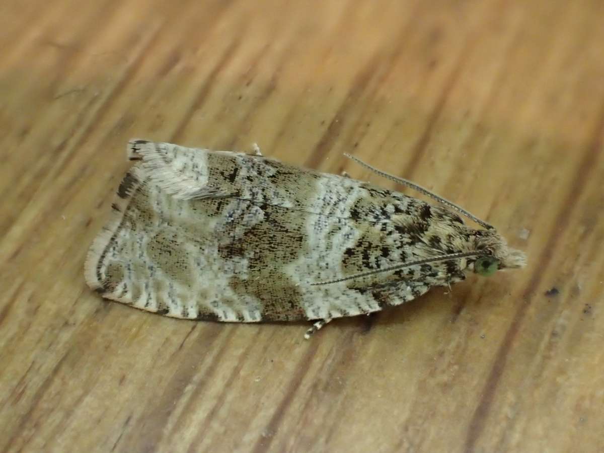 Woodland Marble (Orthotaenia undulana) photographed in Kent by Dave Shenton 