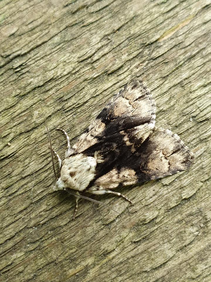 Alder Moth (Acronicta alni) photographed in Kent by Leonard Cooper