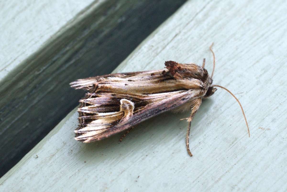 Purple Cloud (Actinotia polyodon) photographed in Kent by Dave Shenton 