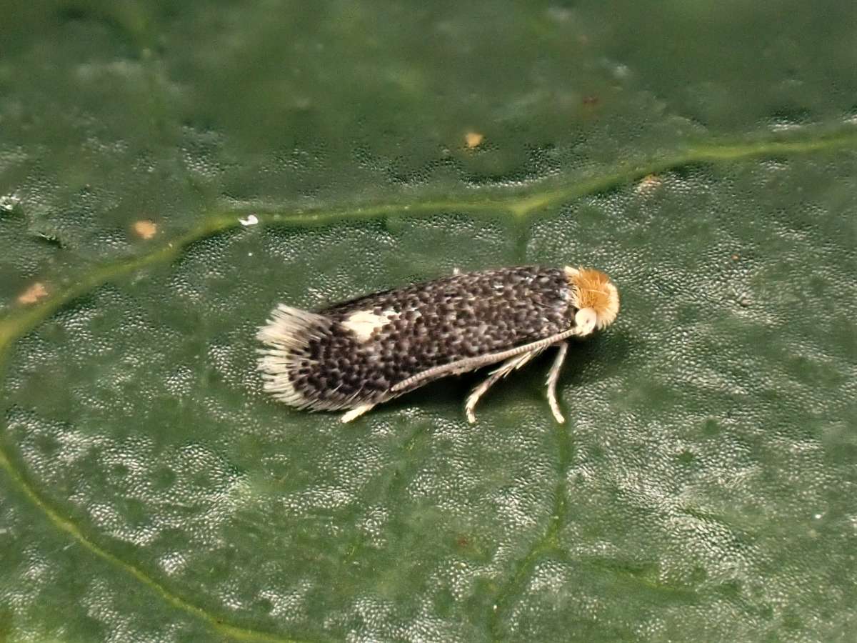 Hypericum Pigmy (Ectoedemia septembrella) photographed in Kent by Antony Wren