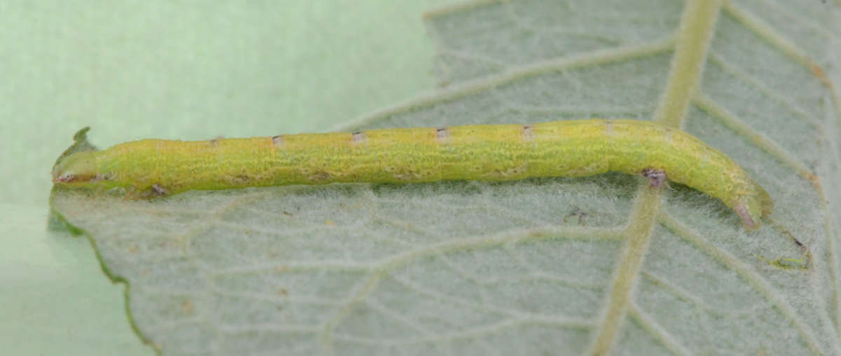 Common Wave (Cabera exanthemata) photographed at Denge Wood  by Alan Stubbs 