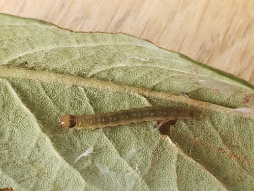 Red-barred Tortrix (Ditula angustiorana) photographed in Kent by Phil Ambler