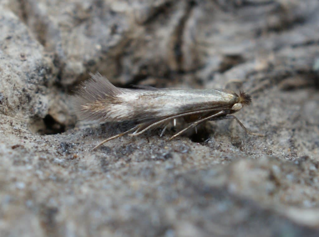 Daisy Bent-wing (Bucculatrix nigricomella) photographed at Aylesham by Dave Shenton