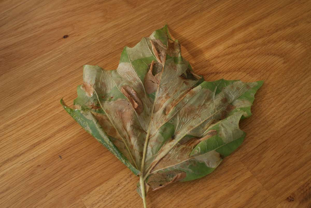 London Midget (Phyllonorycter platani) photographed in Kent by Dave Shenton 