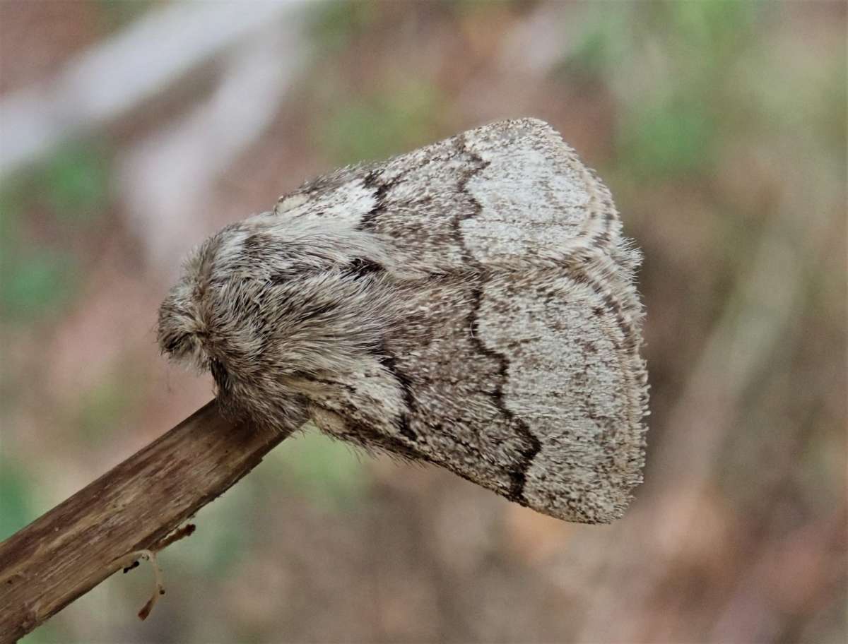 Pale Eggar (Trichiura crataegi) photographed at Orlestone  by John Dale