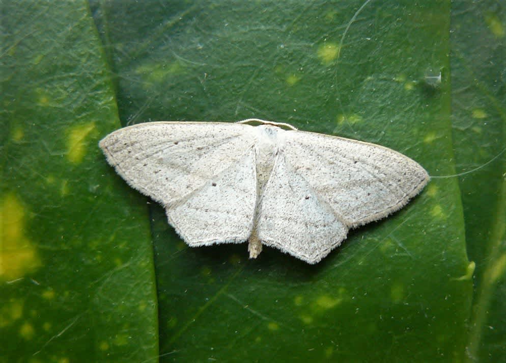 Rosy Wave (Scopula emutaria) photographed at Grain by Fred Butcher 