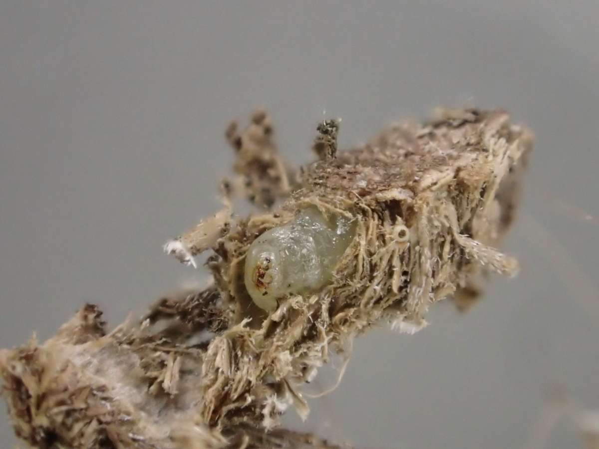 Dark Fleabane Neb (Apodia bifractella) photographed in Kent by Dave Shenton 