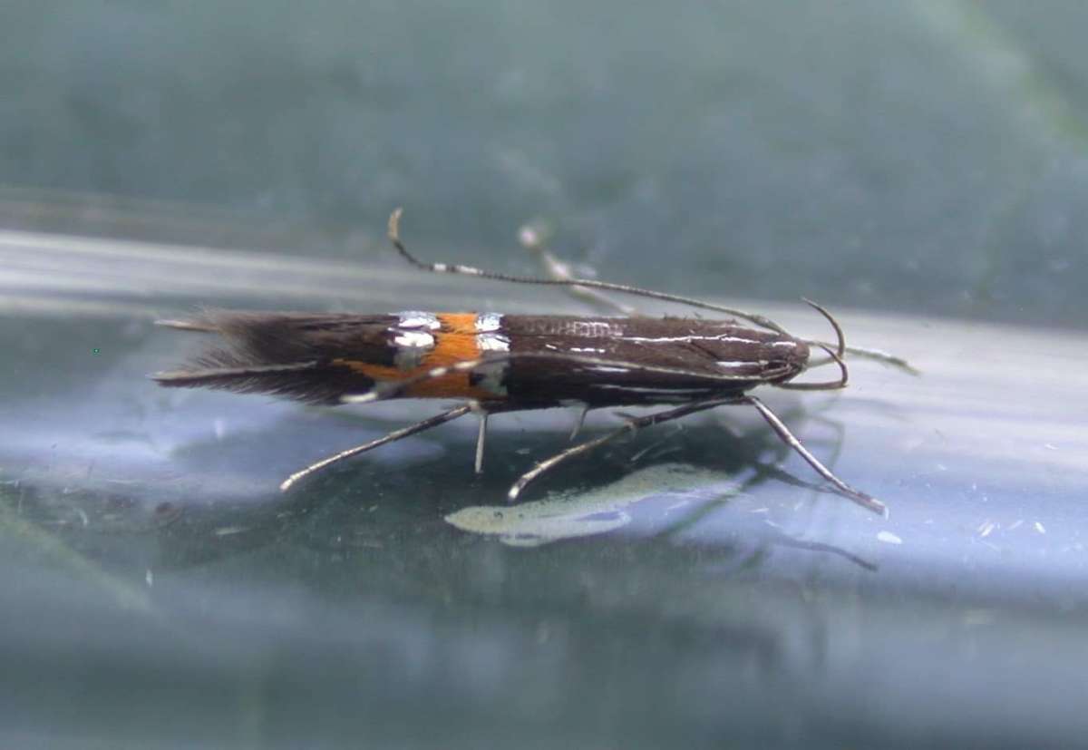 New Marsh Cosmet (Cosmopterix scribaiella) photographed at West Hythe  by Ian Roberts