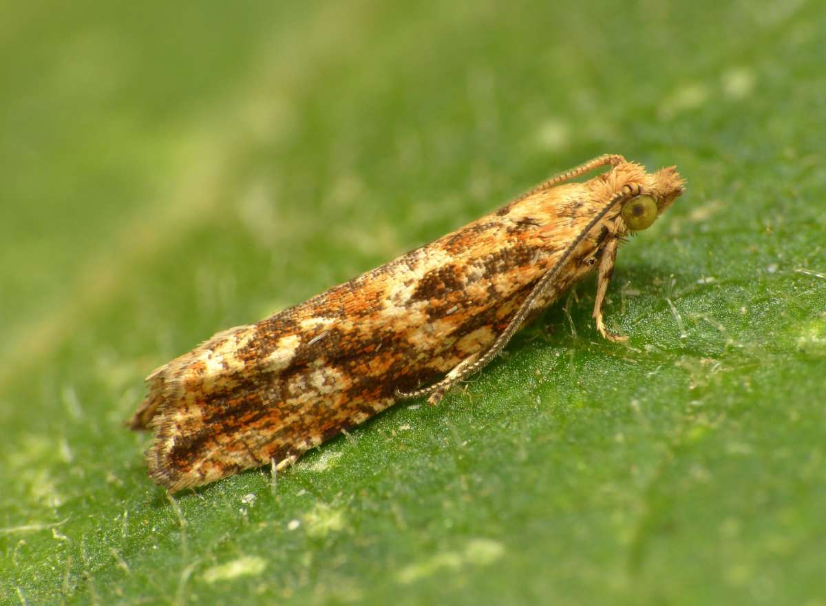 Mottled Marble (Bactra furfurana) photographed at Sandwich Bay by Chris Manley 