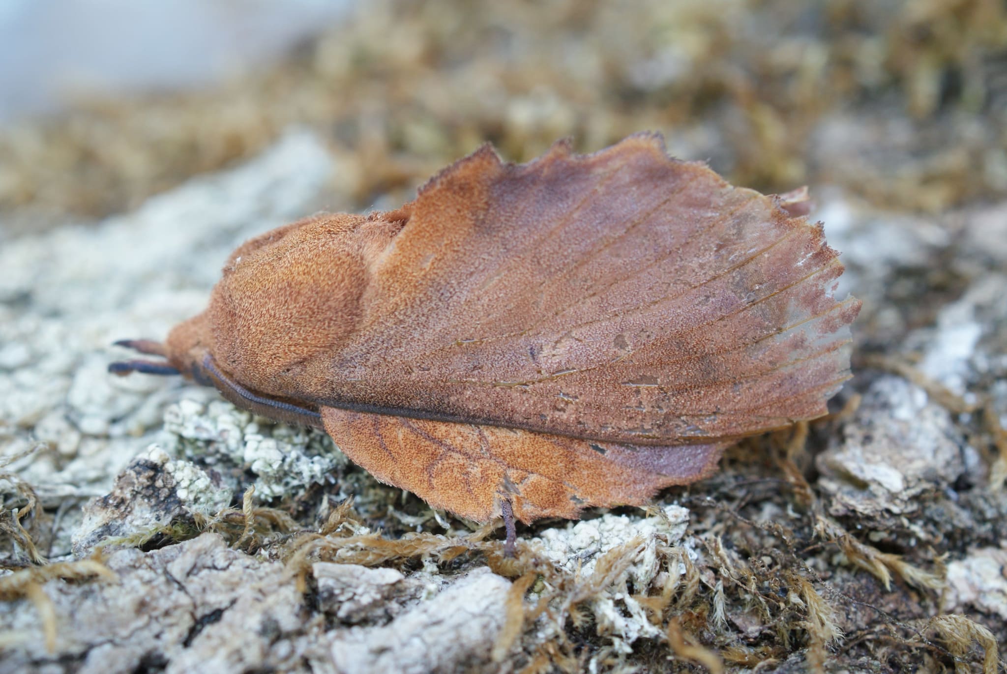 The Lappet (Gastropacha quercifolia) photographed at Las Descargues, France by Dave Shenton 