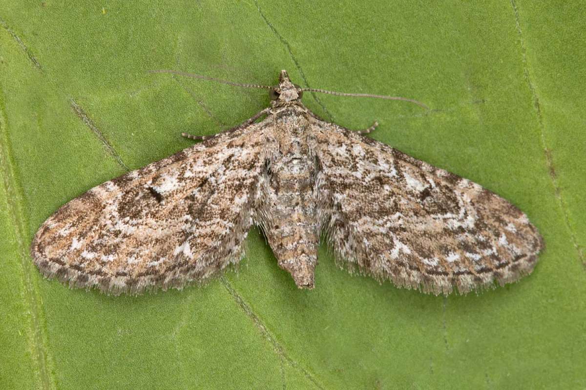 Narrow-winged Pug (Eupithecia nanata) photographed at Boughton-under-Blean by Peter Maton 