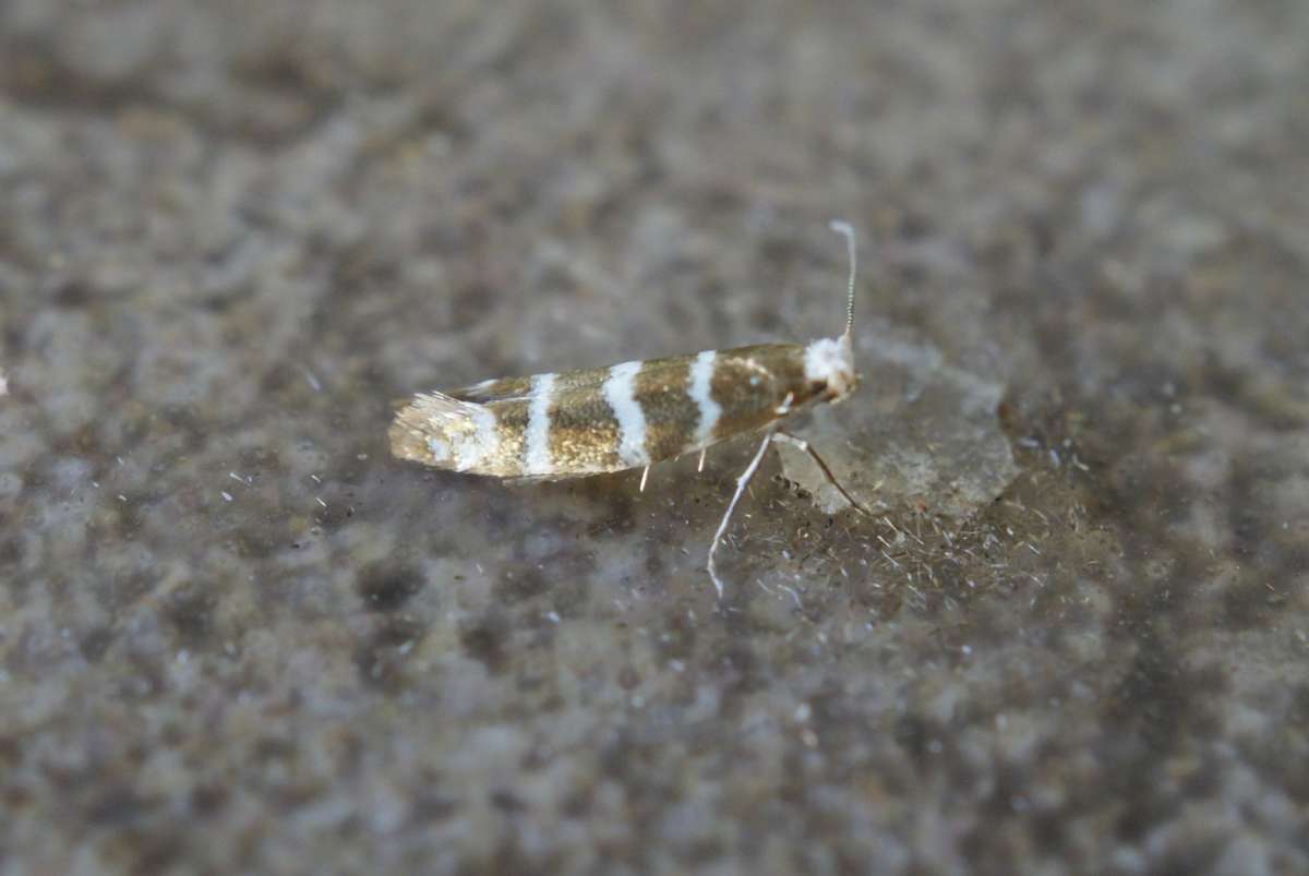 Triple-barred Argent (Argyresthia trifasciata) photographed at Aylesham  by Dave Shenton 