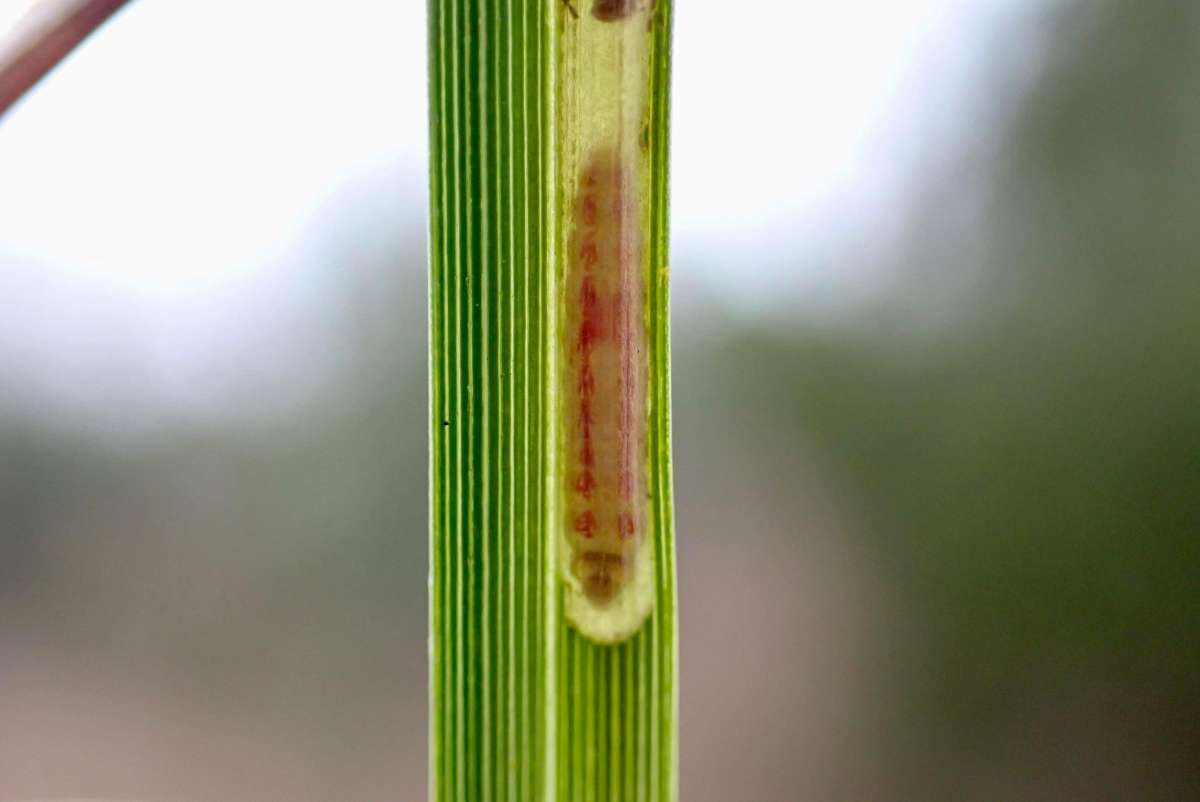 Grey-spotted Dwarf (Elachista cinereopunctella) photographed at White Hill by Oliver Bournat