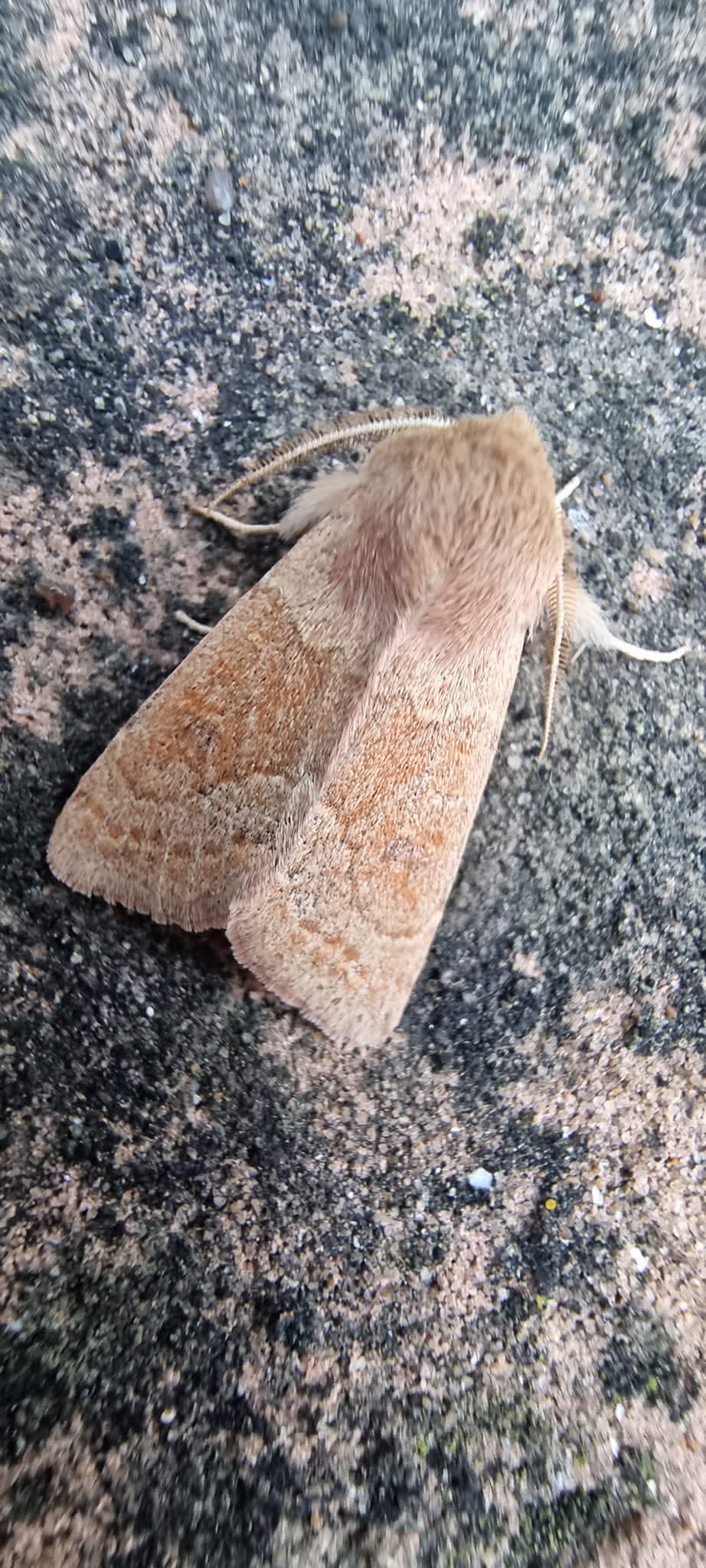 Blossom Underwing (Orthosia miniosa) photographed at Deal  by Ivan Macey