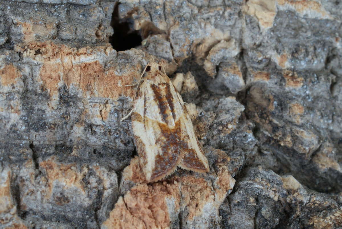 Light Brown Apple Moth (Epiphyas postvittana) photographed at Aylesham  by Dave Shenton 