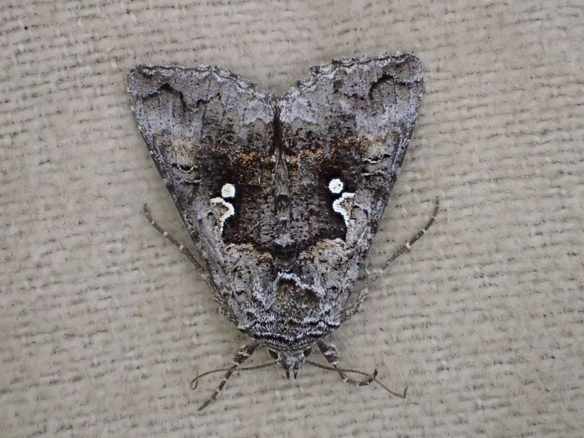 Scarce Silver Y (Syngrapha interrogationis) photographed at SBBO by Ian Hunter 