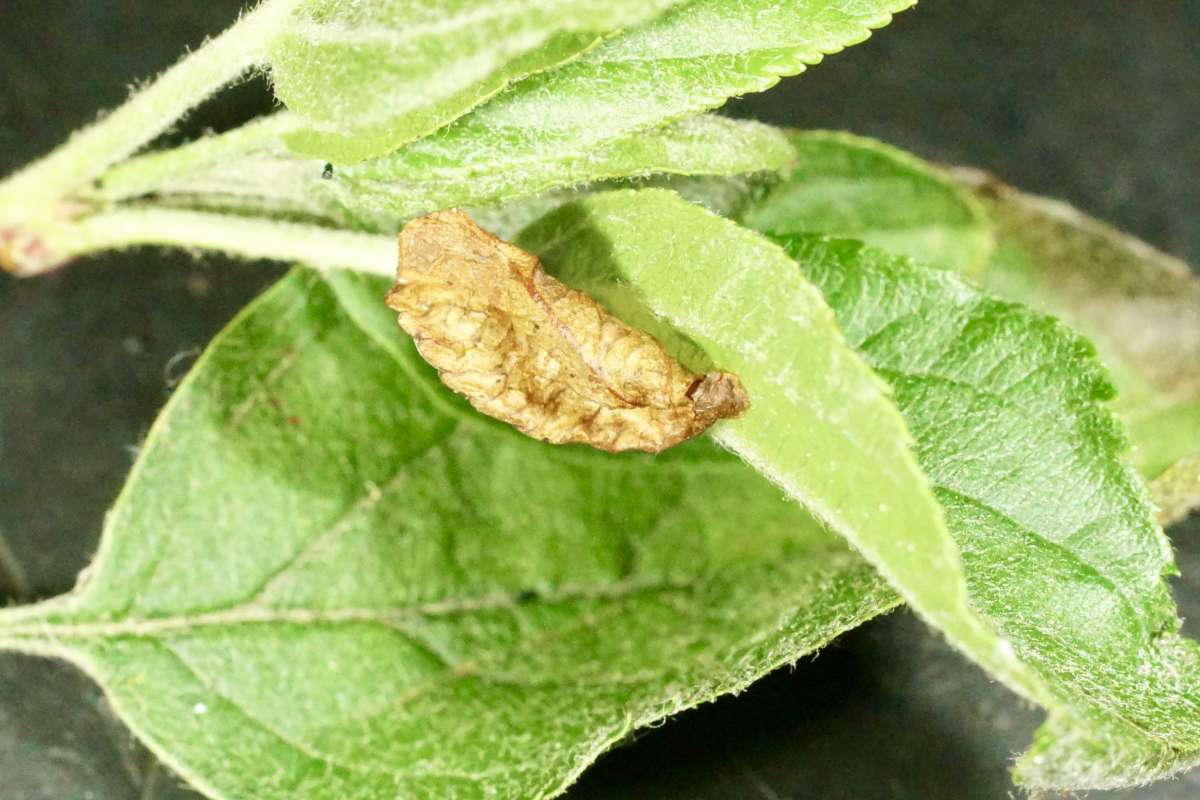 Grey Birch Case-bearer (Coleophora siccifolia) photographed in Kent by Dave Shenton