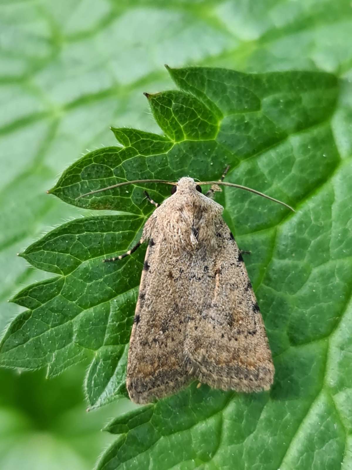 Pale Mottled Willow (Caradrina clavipalpis) photographed in Kent by Francesca Partridge