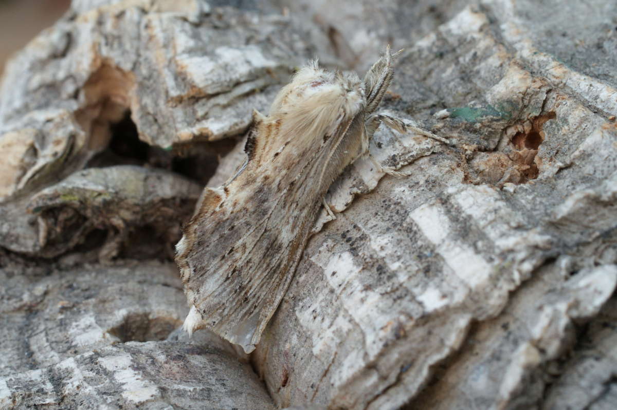 Pale Prominent (Pterostoma palpina) photographed in Kent by Dave Shenton  