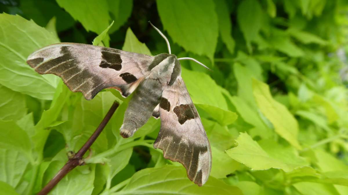 Lime Hawk-moth (Mimas tiliae) photographed at Marden  by Virginia Gibbons