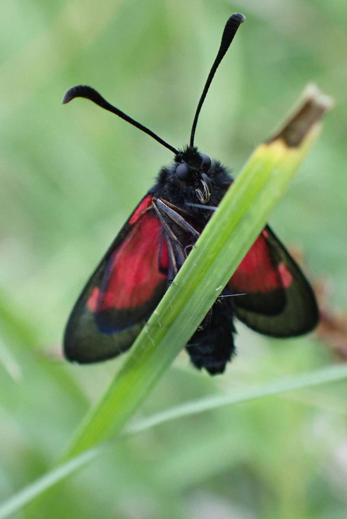 Five-Spot Burnet (Zygaena trifolii) photographed in Kent by Oliver Bournat 