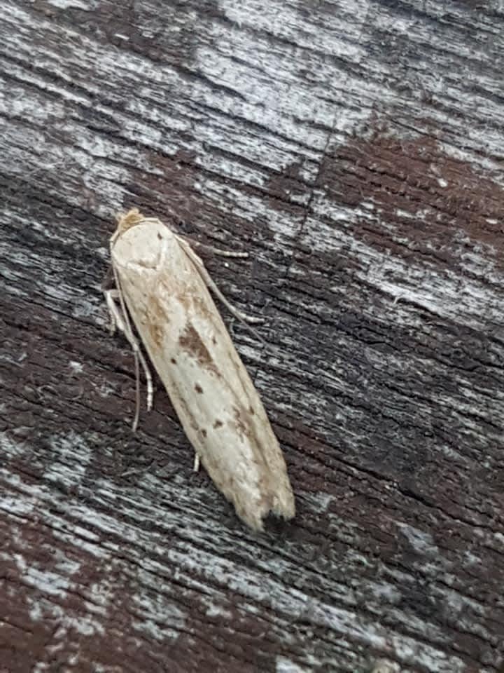 London Dowd (Blastobasis lacticolella) photographed in Kent by Leonard Cooper 