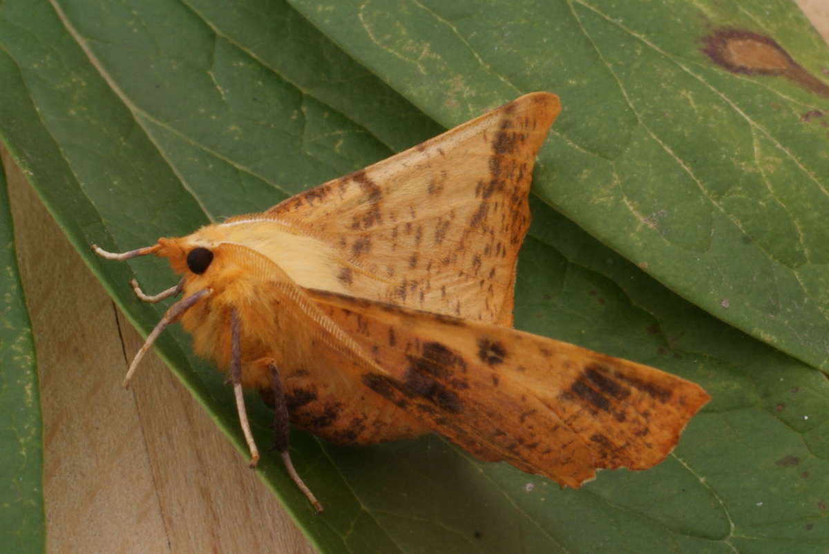 Large Thorn (Ennomos autumnaria) photographed at Aylesham  by Dave Shenton 