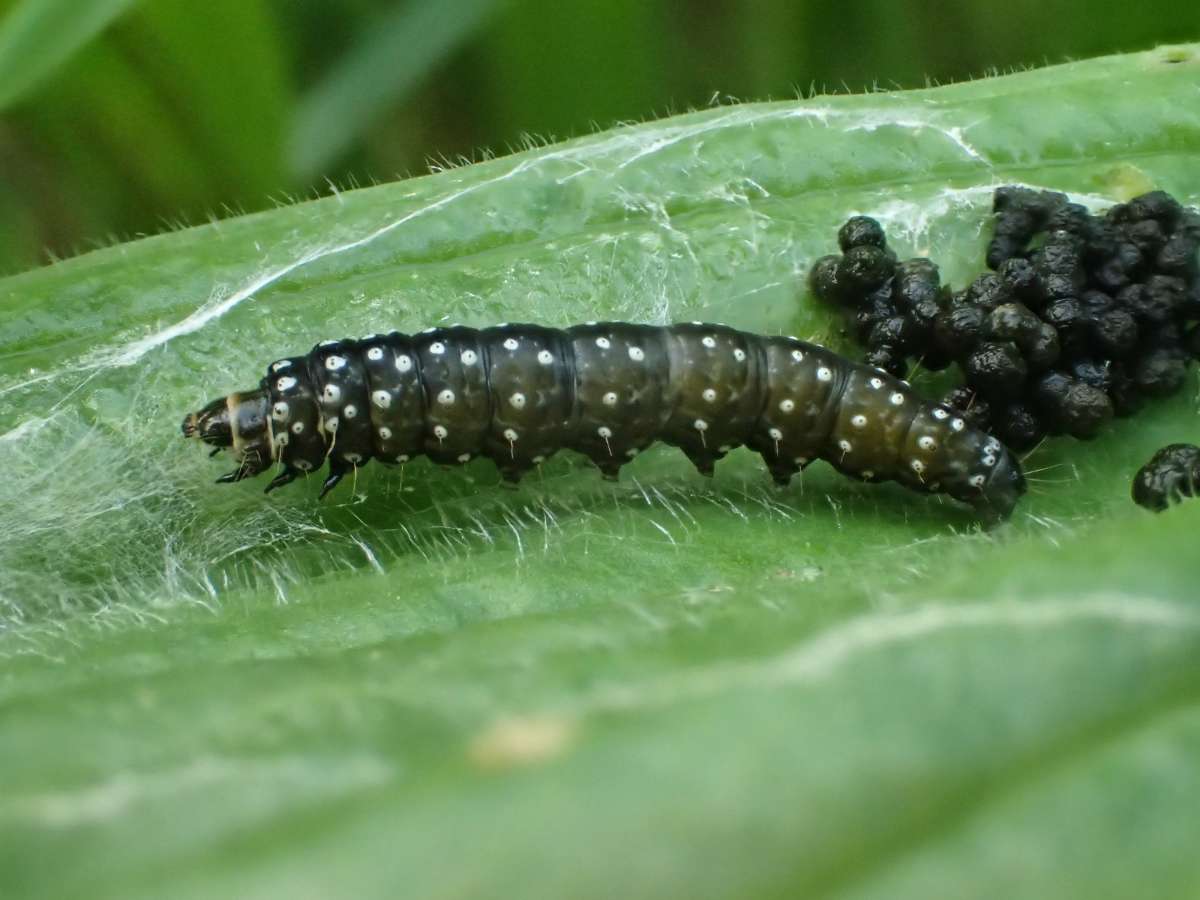 Timothy Tortrix (Zelotherses paleana) photographed at Aylesham  by Dave Shenton 