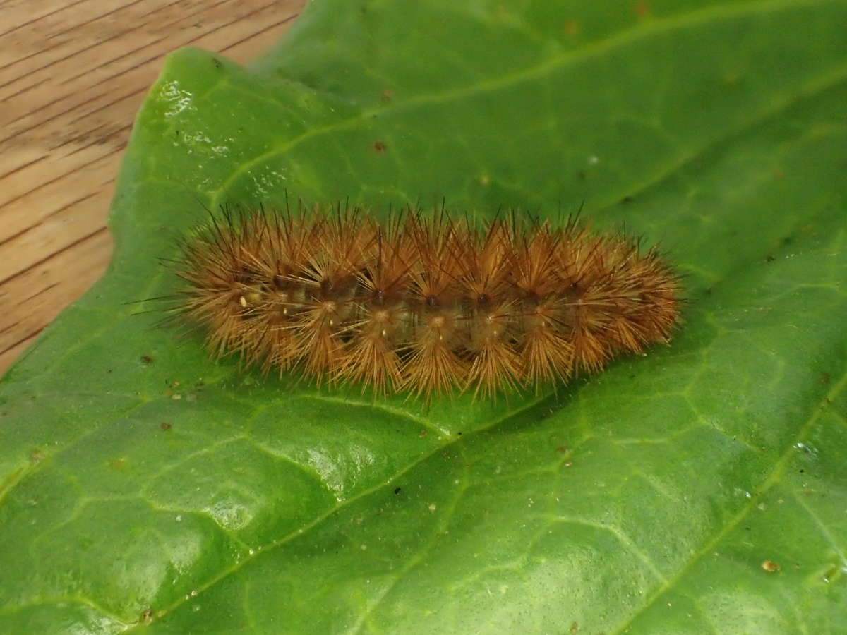 Muslin Moth (Diaphora mendica) photographed in Kent by Dave Shenton