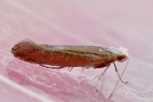 Bronze Argent (Argyresthia arceuthina) photographed in Kent by Oliver Bournat